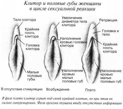 Клитор и половые губы женщины